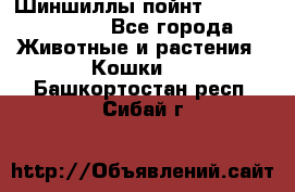 Шиншиллы пойнт ns1133,ny1133. - Все города Животные и растения » Кошки   . Башкортостан респ.,Сибай г.